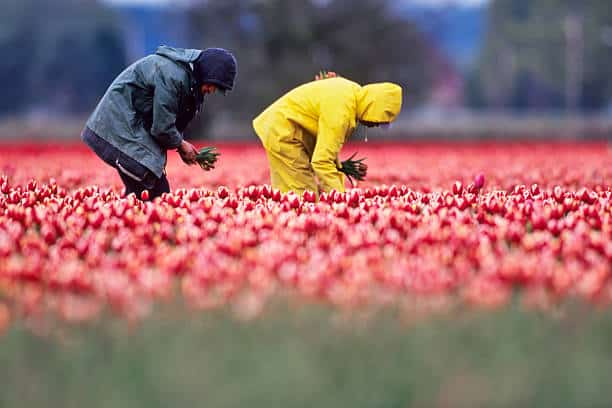 Get a Work Visa Fast in the USA